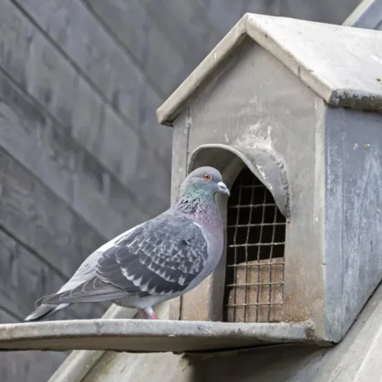 Dépigeonnage : guide complet - Défi Clean